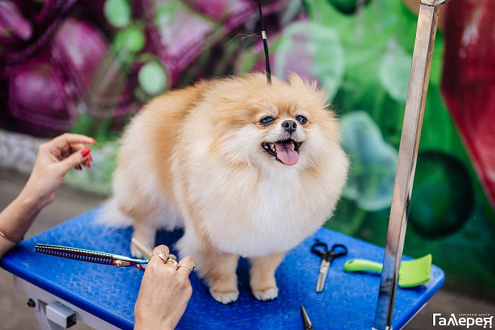 狗展